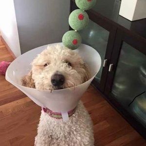 Meet your Posher, Jherd